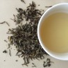Darjeeling Gopaldhara Spring Flush Tea